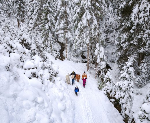 Familien-Winterurlaub in der Region Seefeld - Drohnenaufnahme Alpakawanderung