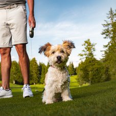 Golfen im GC Wildmoos im Sommer Nahaufnahme Hund mit Golfer am Platz
