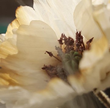 Kunstblume