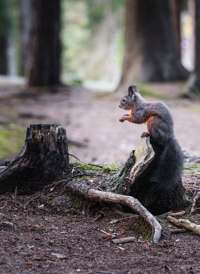 Eichhörnchen im Wald 