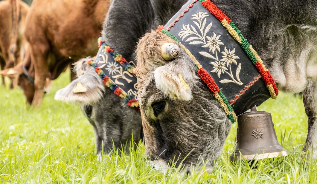 Kühe mit Kranzschmuck beim Almabtrieb in Leutasch