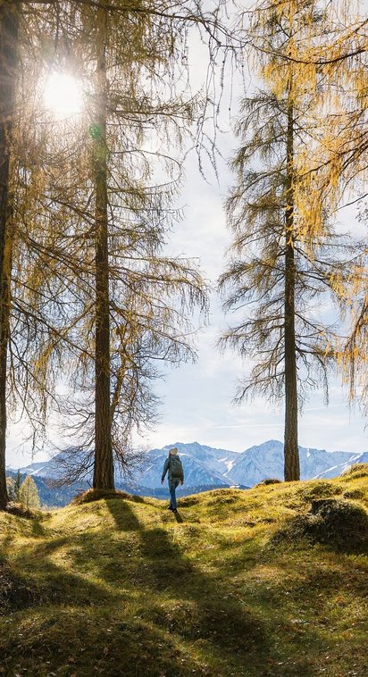 Herbstlich gefärbte Lärchen am Oberen Wiesenweg in Leutasch
