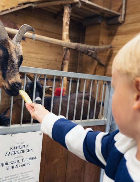 Familienurlaub in der Region Seefeld